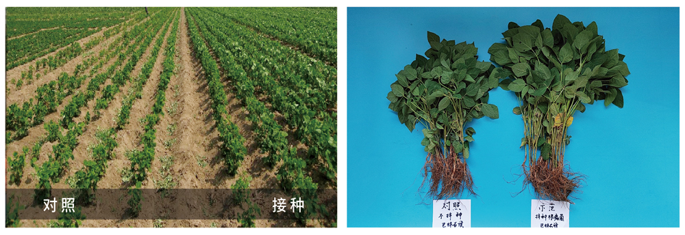凯时娱乐生物推进根瘤菌剂应用助力大豆产能提升