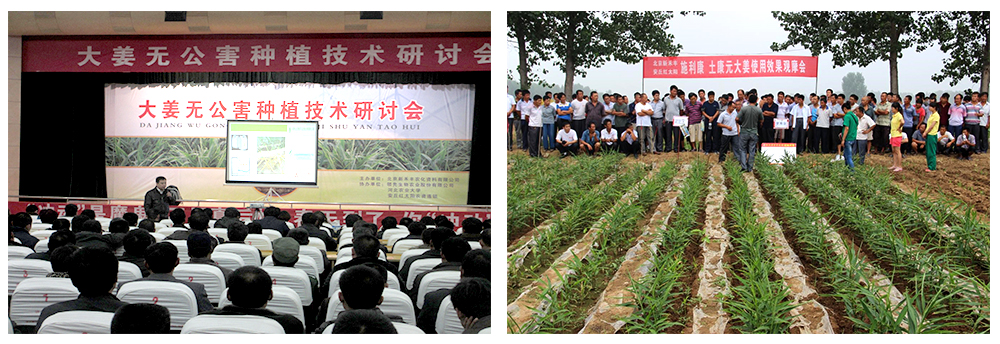 凯时娱乐生物运用生物技术消灭“毒大姜”育出健康大姜