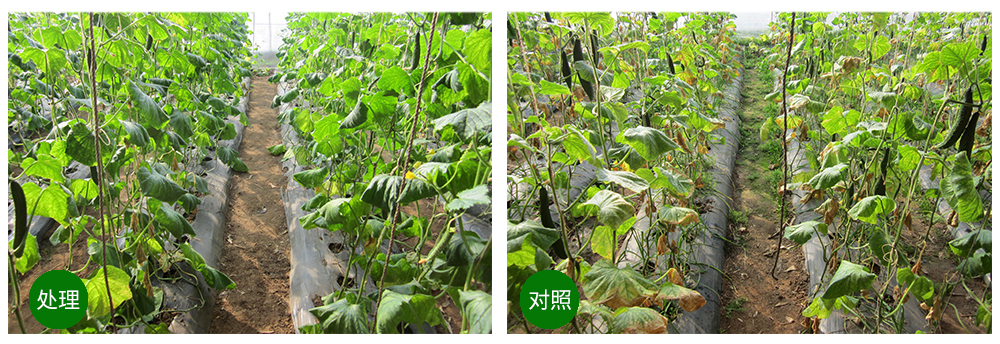 凯时娱乐生物益根劲菌多糖解决黄瓜根结线虫问题