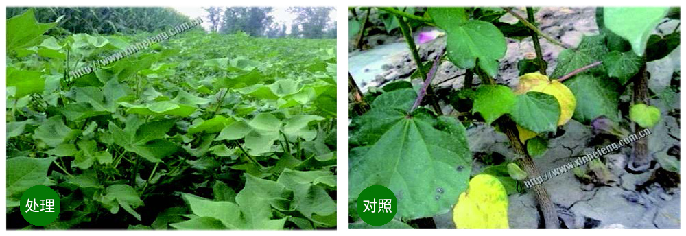 凯时娱乐生物创新型生防菌剂荧保素应用案例
