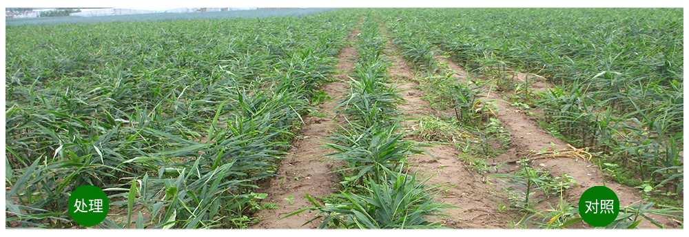 凯时娱乐生物运用生物技术消灭“毒大姜”育出健康大姜