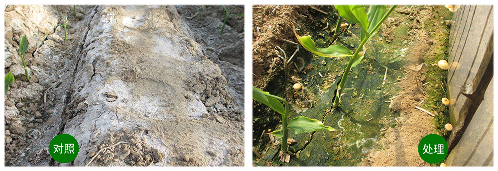 凯时娱乐生物运用生物技术消灭“毒大姜”育出健康大姜