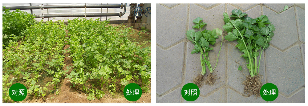 凯时娱乐生物海葆素让作物“吃”上深海新营养